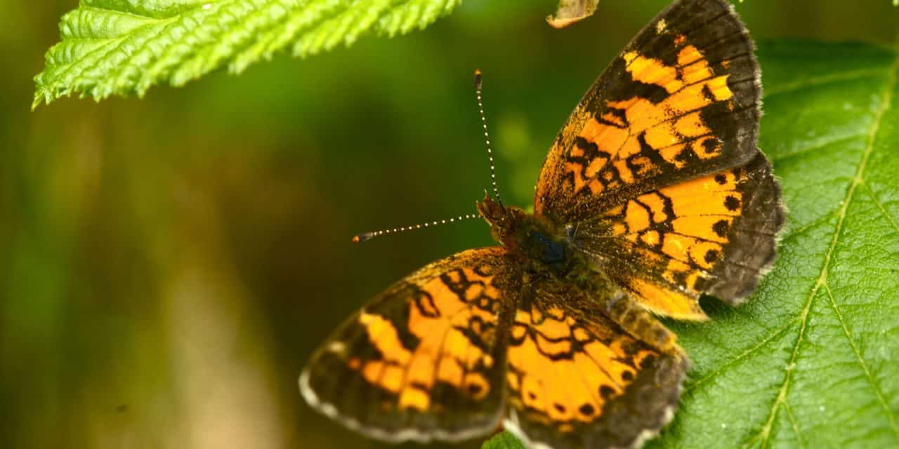 Gutter Butterfly | Liz Homes