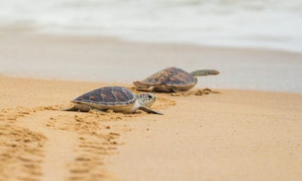 Like a turtle you CAN reach the sea!